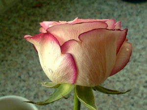 Pics 006